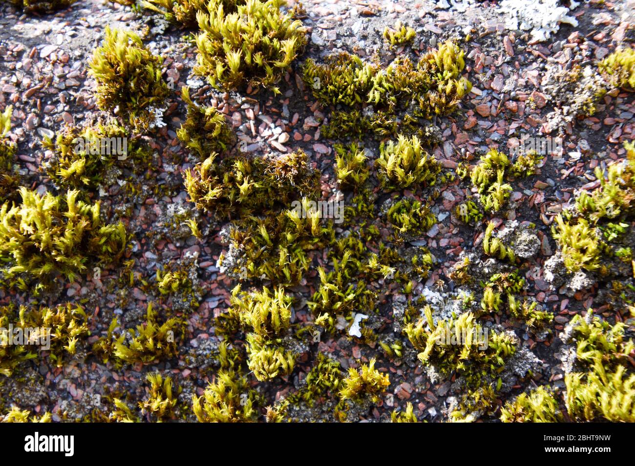 Grünes Moos auf einem Dach schiebt. Stockfoto