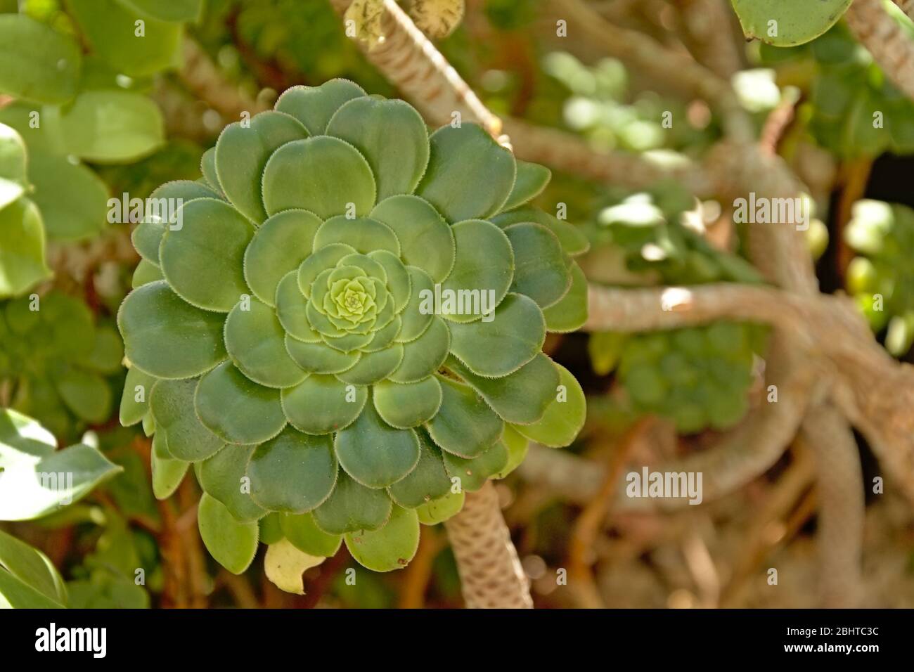 Baum houseleek tropische Pflanze, von oben Ansicht, selektiver Fokus - Aeonium Stockfoto