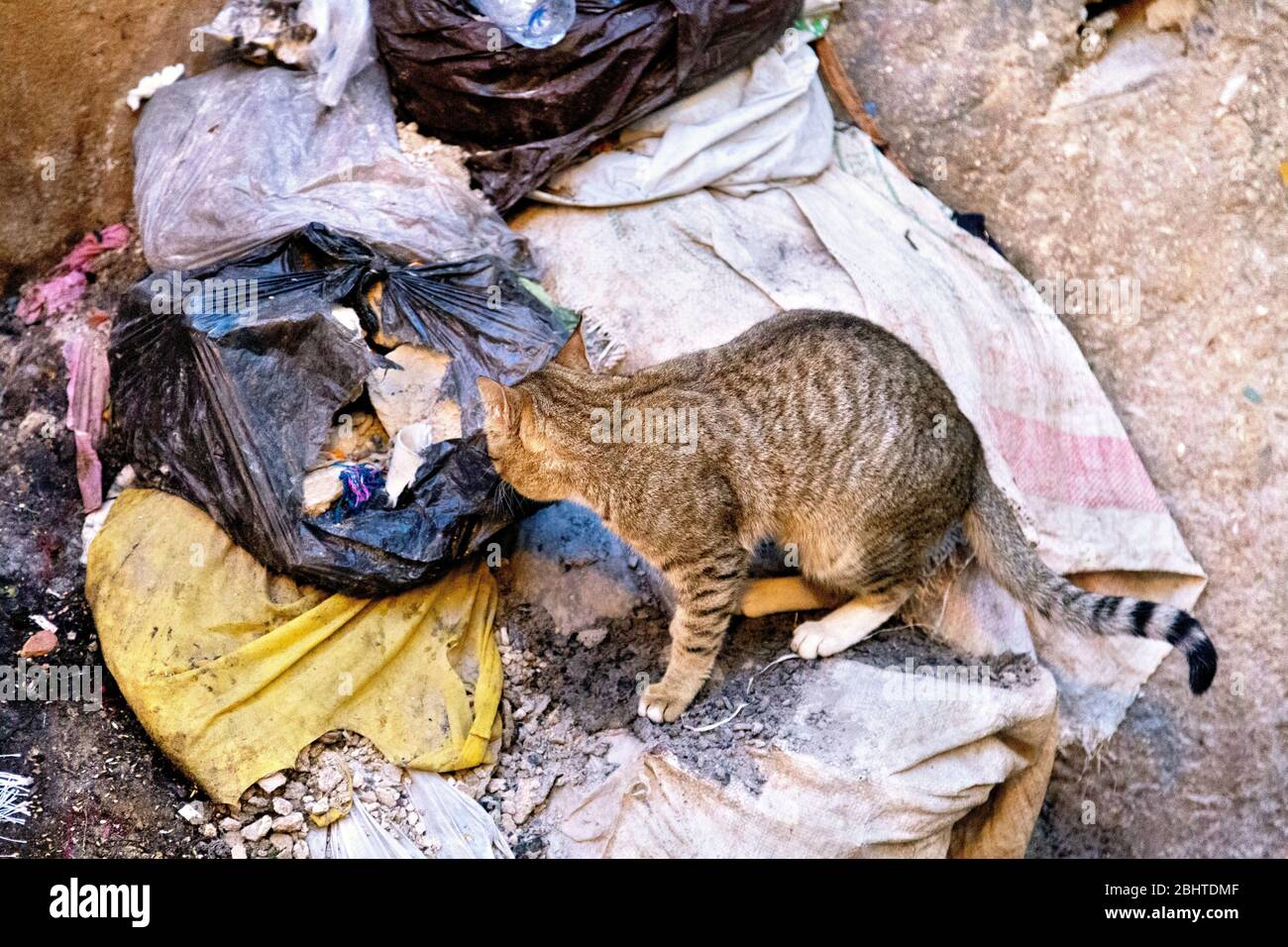 Obdachlose Katze in Mülltüten, auf der Suche nach Nahrung, Fez, Marokko Stockfoto