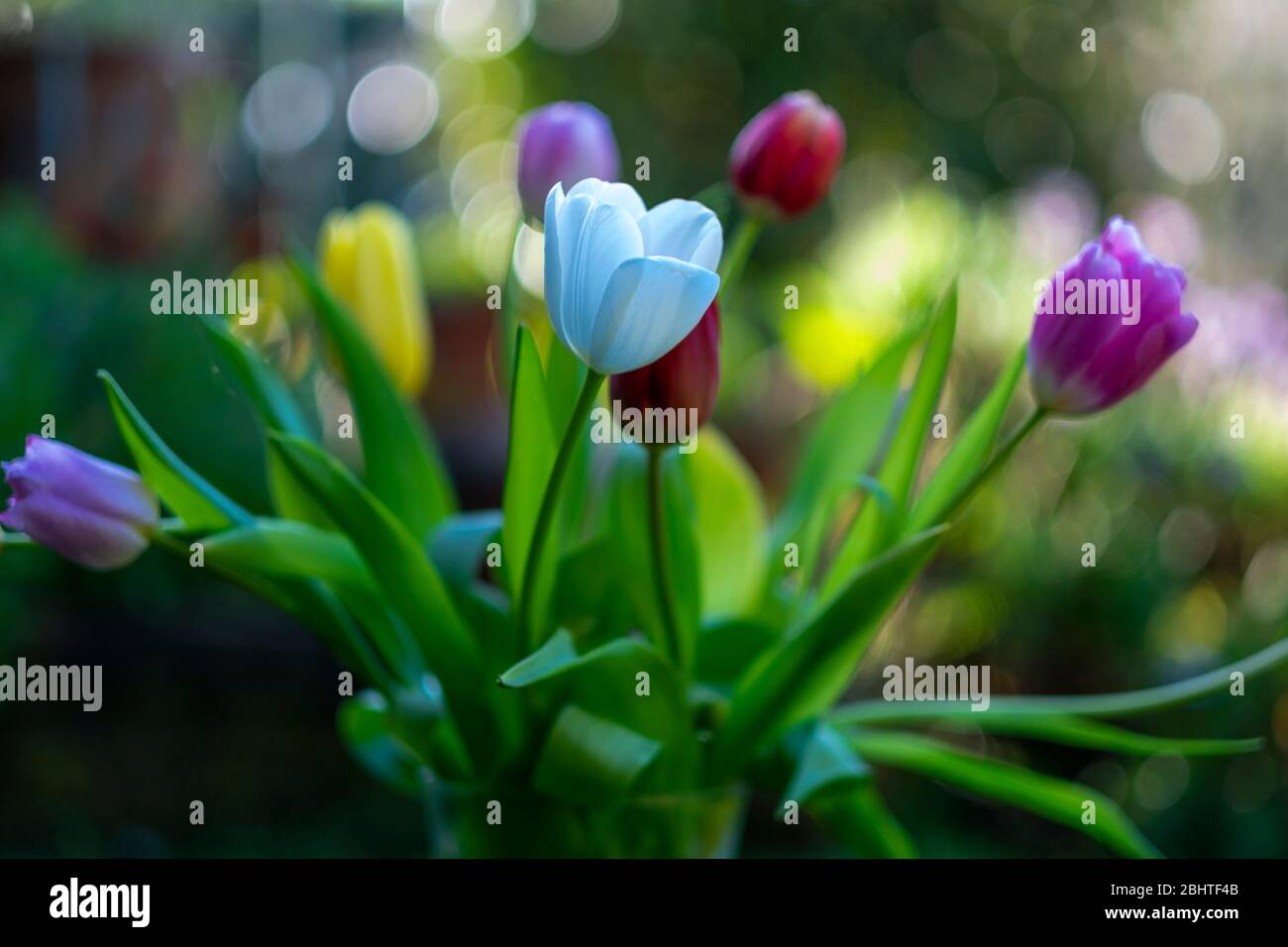 Frische Blumen. Hintergrund im Freien, geringer Schärfentauchbereich und High-Key Stockfoto