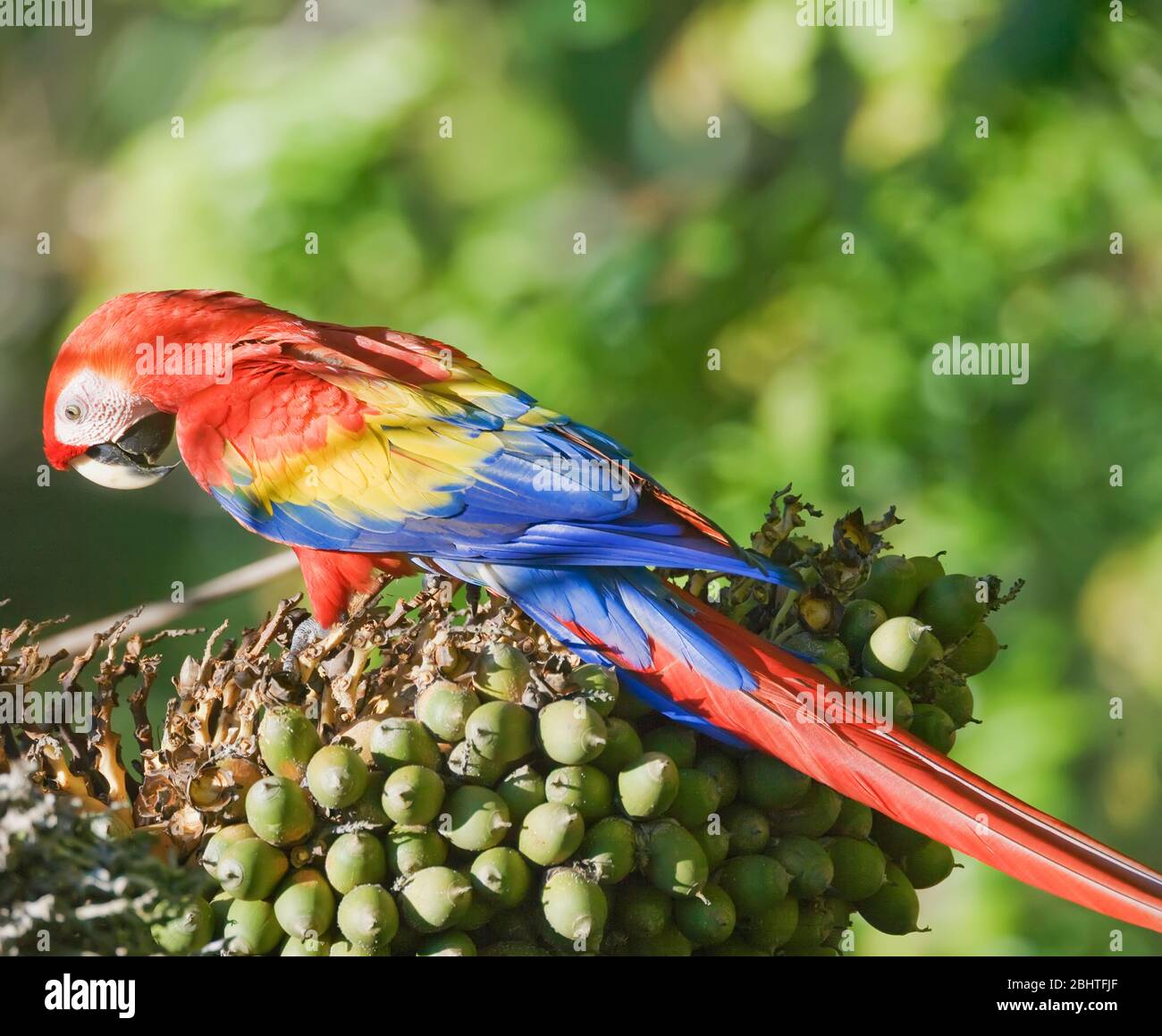 Hellrote Ara (Ara macao) hocken auf einem Baum, Corcovado Nationalpark, Halbinsel Osa, Costa Rica Stockfoto