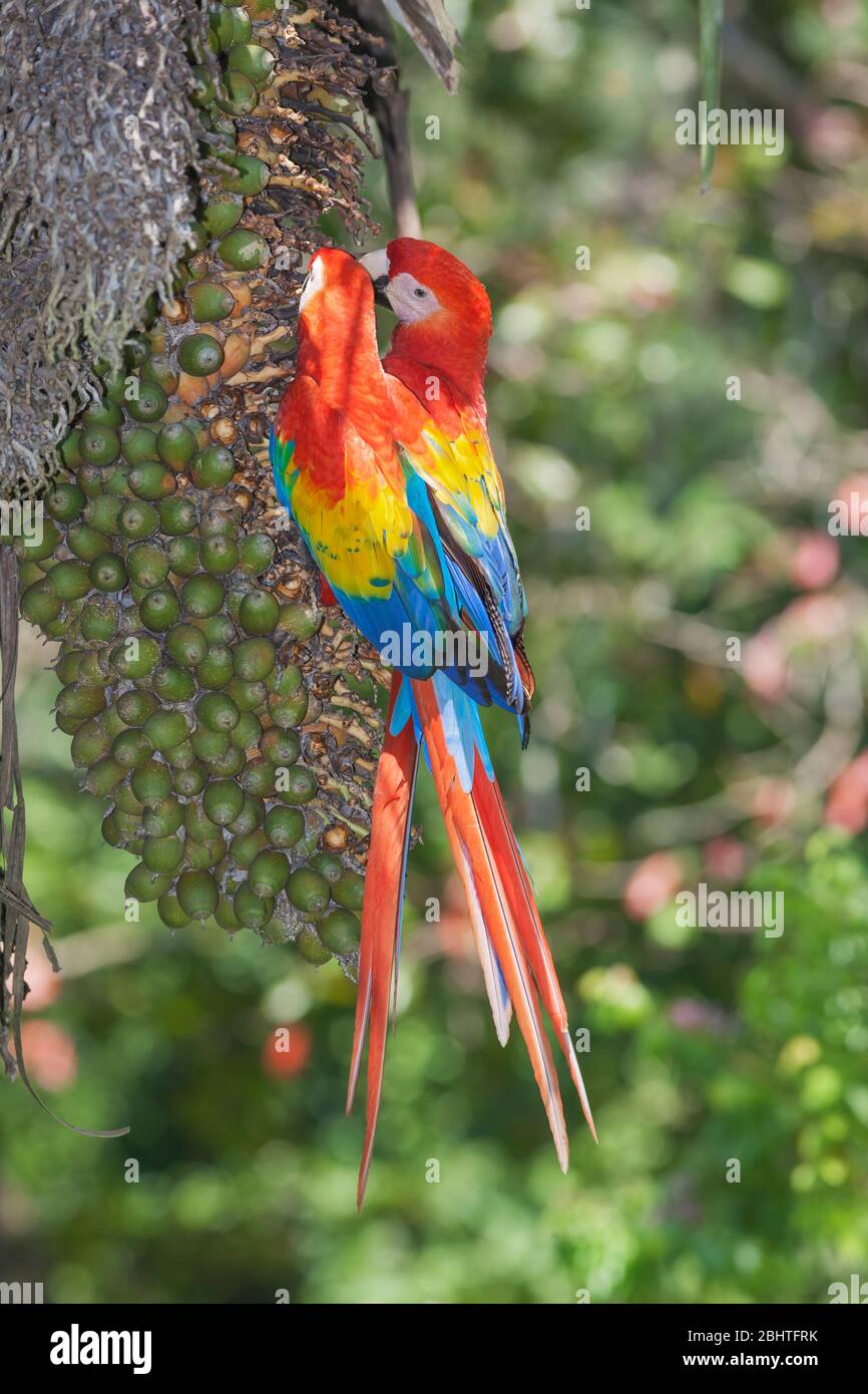 Aras (Ara macao) hocken auf einem Baum, Corcovado Nationalpark, Halbinsel Osa, Costa Rica Stockfoto