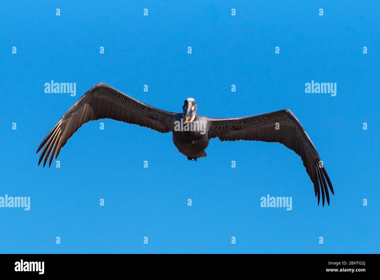 Auge in Auge mit dem braunen Pelikan sehen, wie er mit gebogenen Flügeln geradeaus aufsteigt. Stockfoto