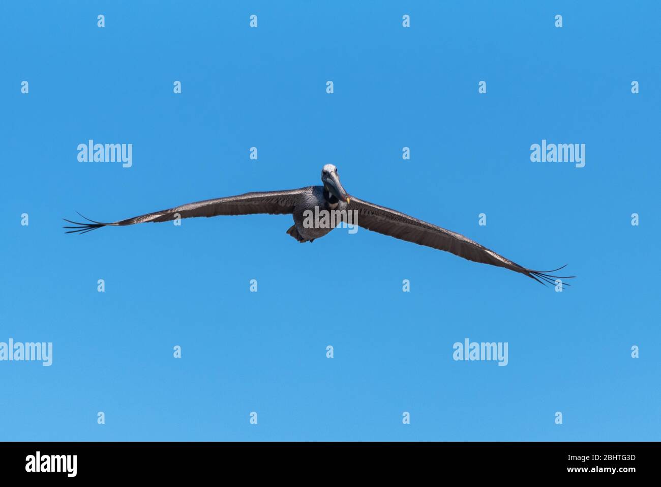 Auge in Auge mit dem braunen Pelikan sehen, wie er Flügel ausbreitet, um beim Blick nach vorne zu gleiten. Stockfoto