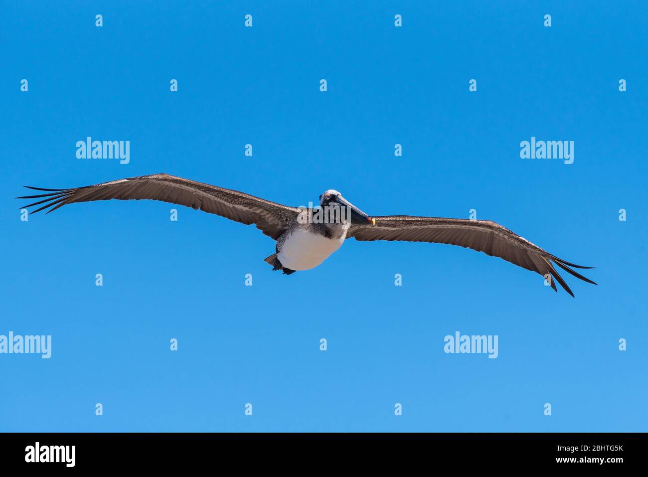 Auge in Auge mit dem braunen Pelikan sehen, wie er Flügel ausbreitet, um zu gleiten, während er nach rechts schaut. Stockfoto