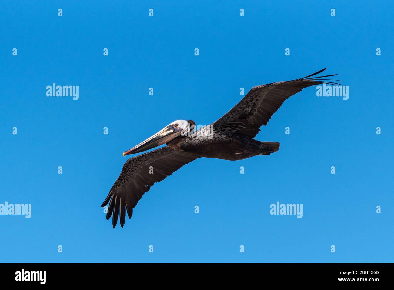 Auge in Auge mit dem braunen Pelikan sehen, wie er mit weit ausgebreiteten Flügeln nach links aufsteigt. Stockfoto