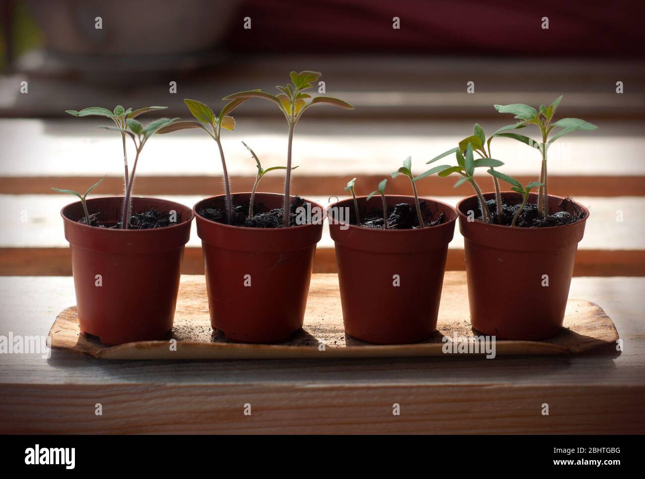Junge Pflanze von Tomaten. Tomatensämlinge in einem kleinen Topf auf Holzhintergrund. Junge Tomatenpflanzen wachsen aus dem Boden Stockfoto