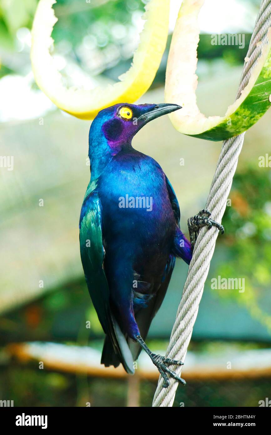 Der lila Stern, auch bekannt als der lila Glanzstarer, ist ein Mitglied der Sternenfamilie der Vögel.Wissenschaftlicher Name Lamprotornis purpureus Stockfoto