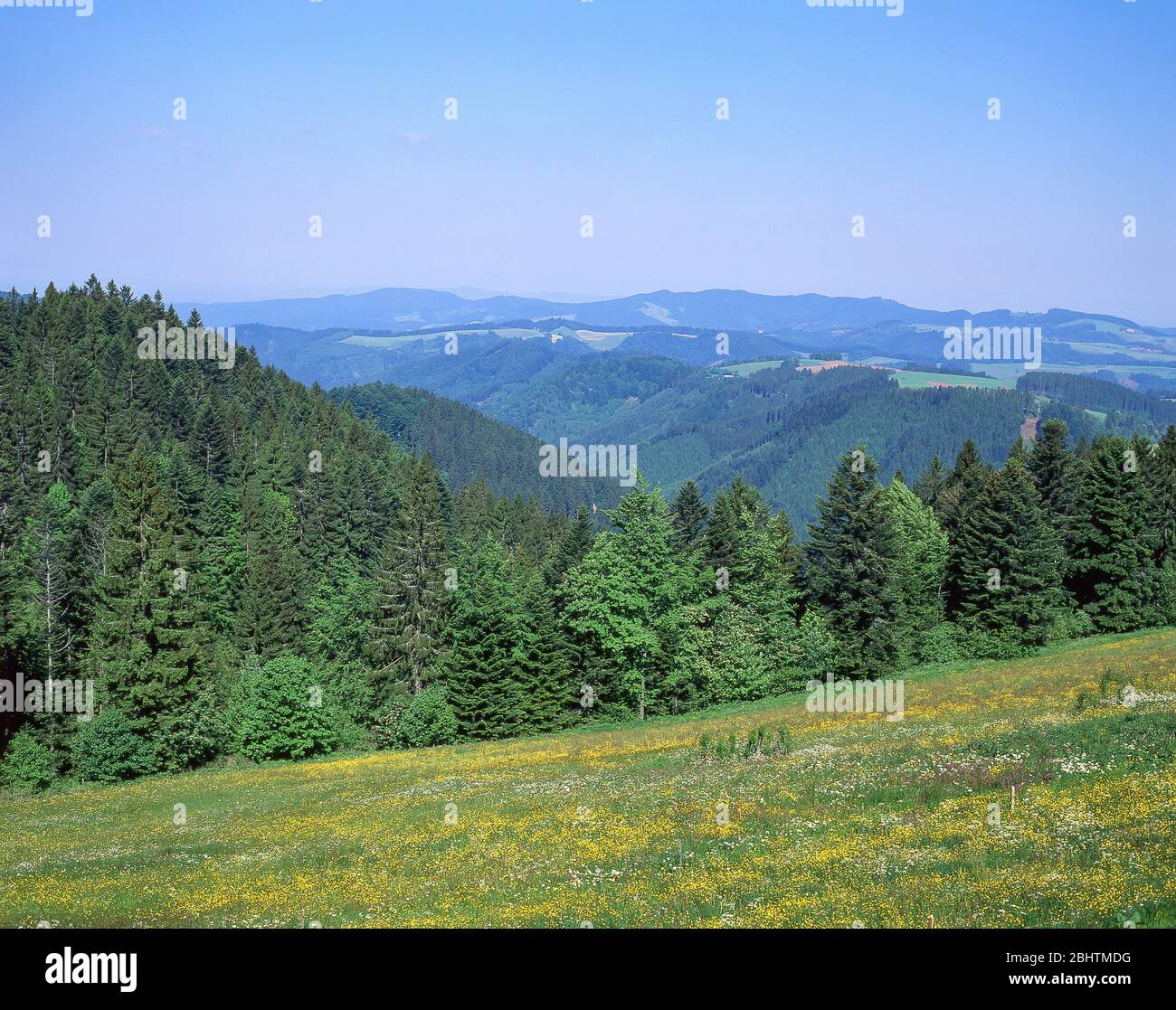 Bewaldete Hügel des Schwarzwaldes, Baden-Württemberg, Bundesrepublik Deutschland Stockfoto