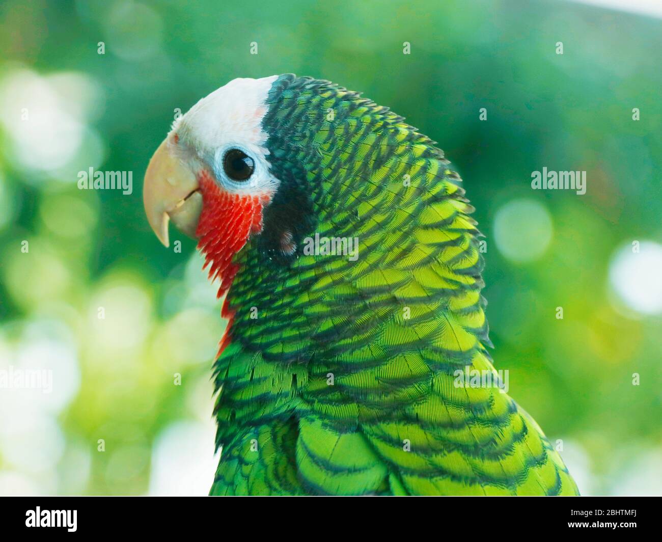 Der amazonas-Rosenkehl, der kubanische amazonas, auch Kubanischer Papagei oder Rosenkehl-Papagei genannt, ist ein mittelgroßer, hauptsächlich grüner Papagei, der in Wäldern gefunden wird Stockfoto