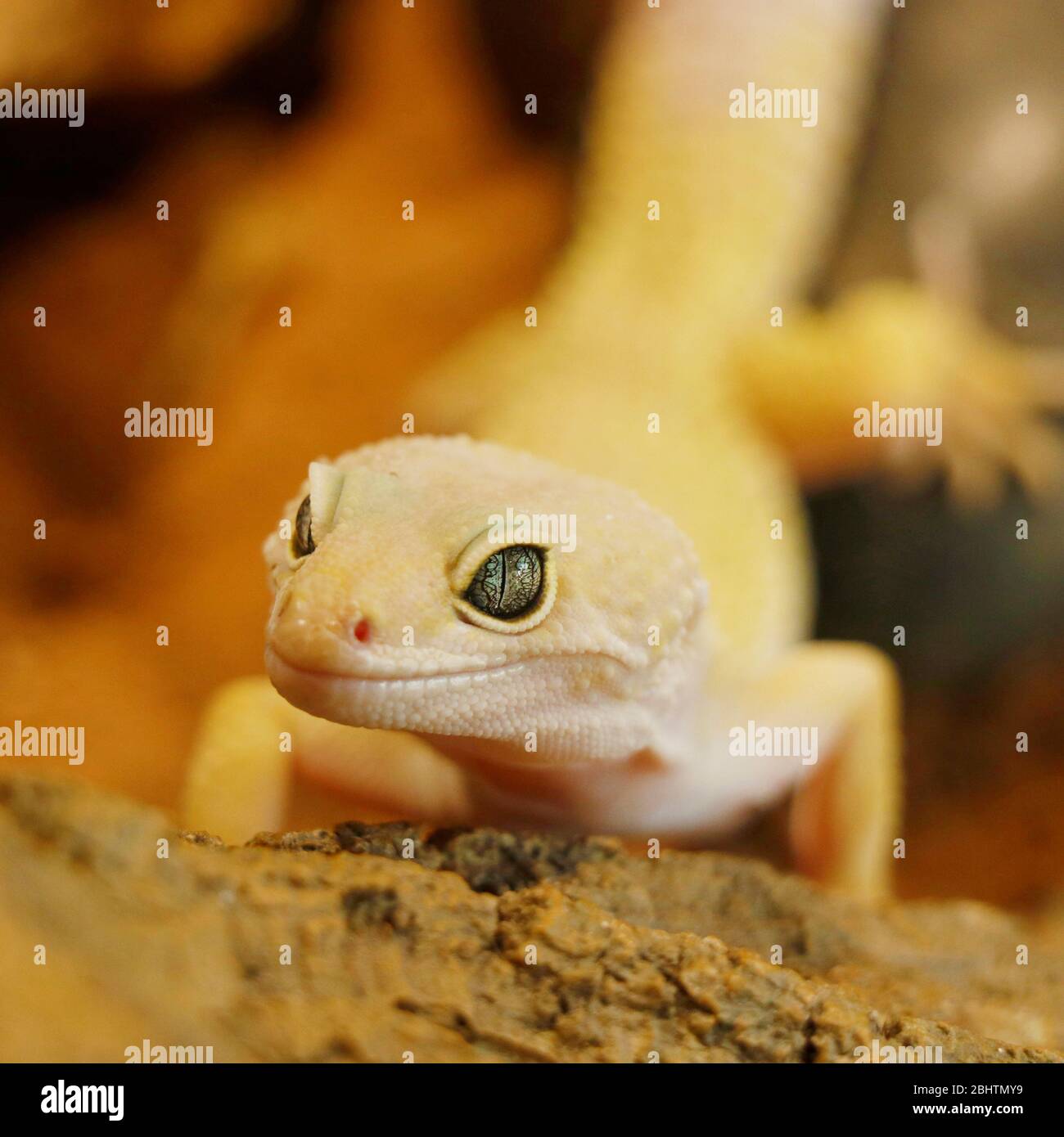 Lodernder Schneesturm-Leopardengecko. Blazing Blizzard ist eine Kombination aus dem Blizzard Morph und einer der 3 Albino-Sorten. Die Augen werden auch aussehen Stockfoto