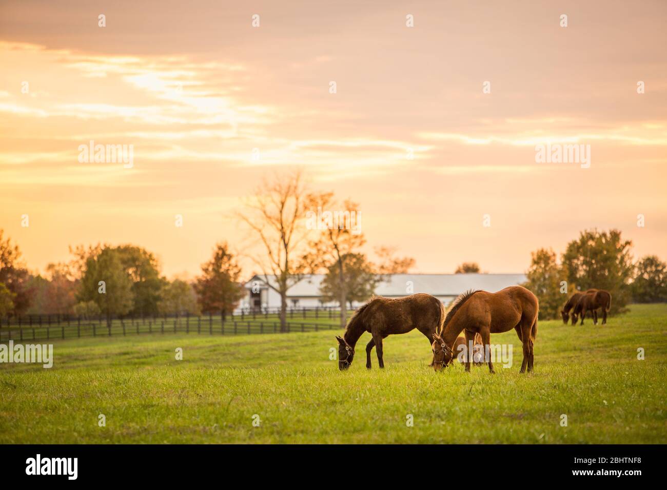 Pferde auf einer Pferdefarm in Kentucky bei Sonnenuntergang. Stockfoto