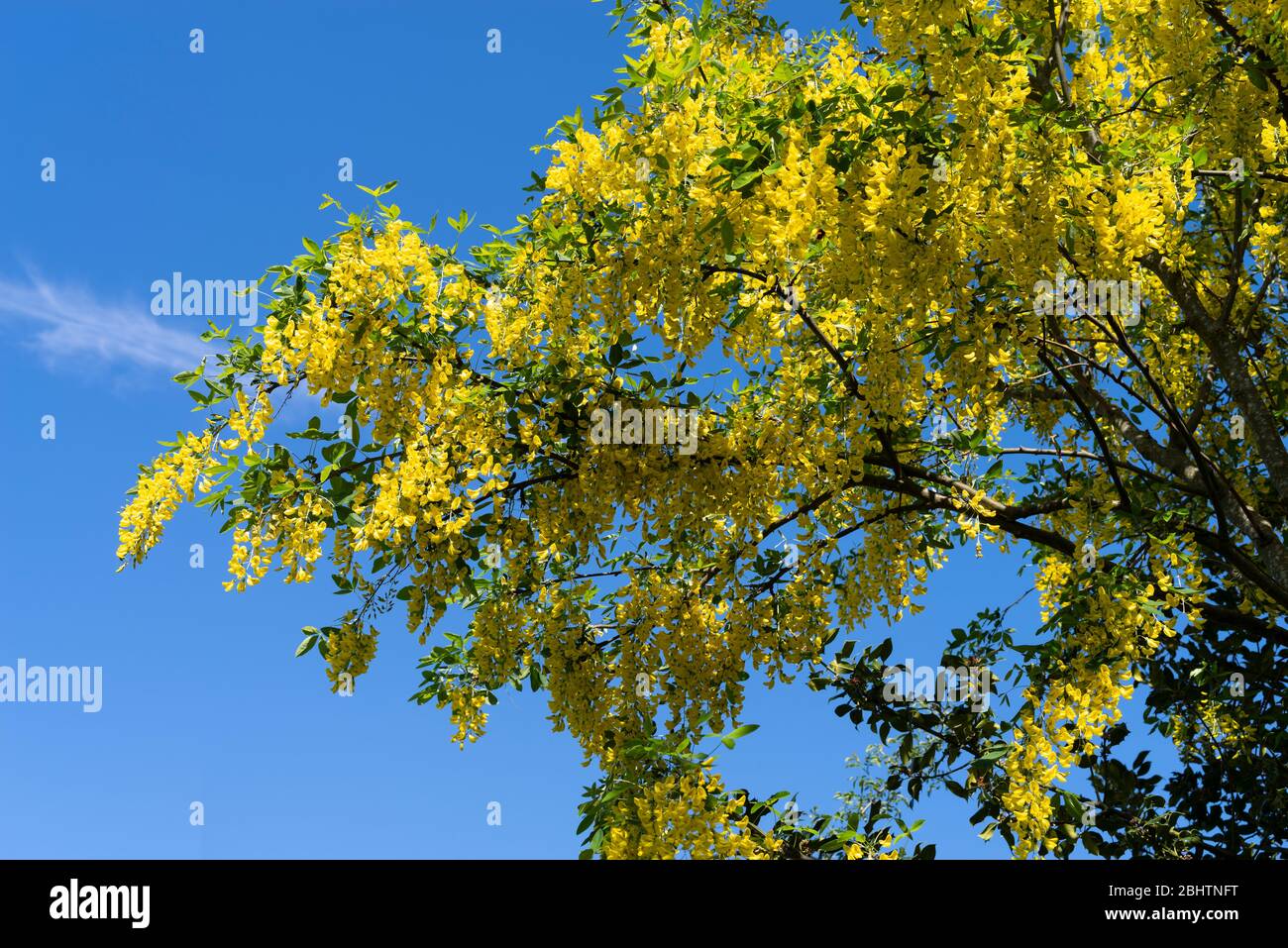 Blüten des giftigen Laburnum-Baumes (Laburnum anagyroides) an einem blauen Himmel. Auch bekannt als die goldene Kette oder goldene Regenbaum. Stockfoto