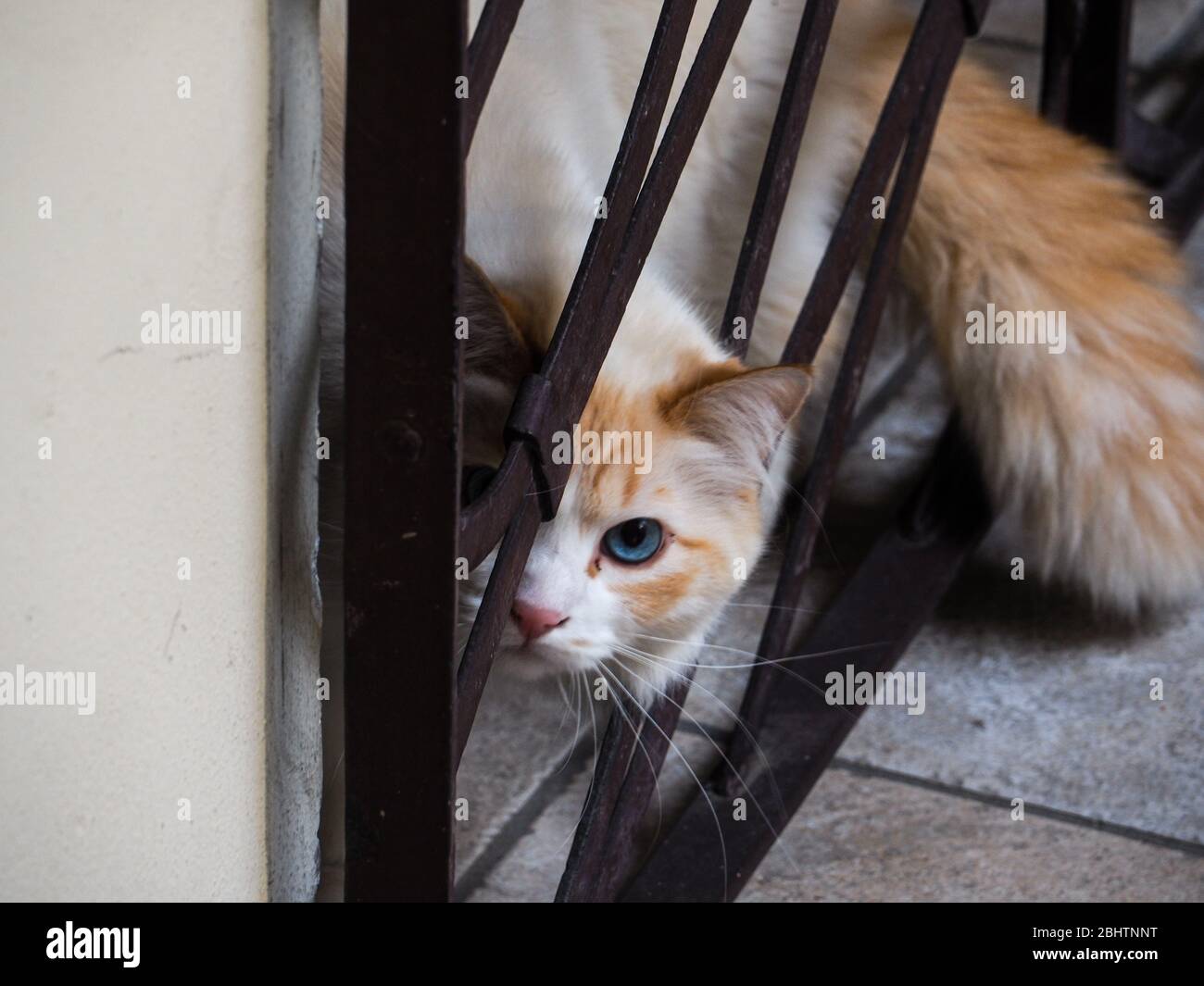 Cremona, Lombardei, Italien - 26. Und 27. April 2020 - die Katze meines Gebäudes Stockfoto