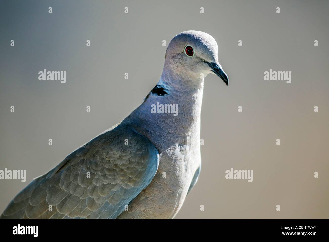 Eurasische Halstaube; Ringtaube; Streptopelia capicola; Kapschildkrötentaube; Halbhalstaube; Zentral-Colorado; USA Stockfoto