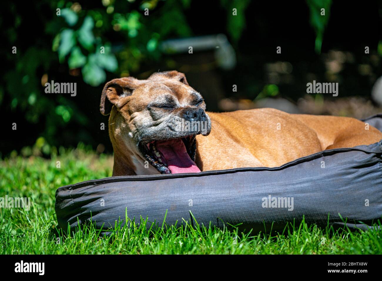 Alte Boxerhündin gähnt nach dem Aufwachen aus ihrem Nickerchen, auf ihrem Bett im Freien auf grünem Gras liegend Stockfoto