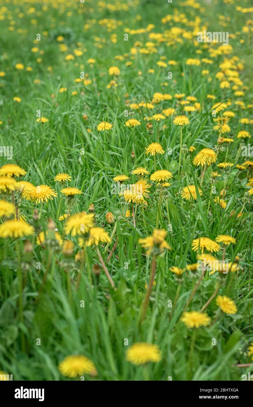 Schöne wild blühende gelbe Löwenzahn Blüten, selektive Fokus. Sommertag. Konzept der Jahreszeiten, Ökologie, grünen Planeten, natürliche grüne Apotheke Stockfoto
