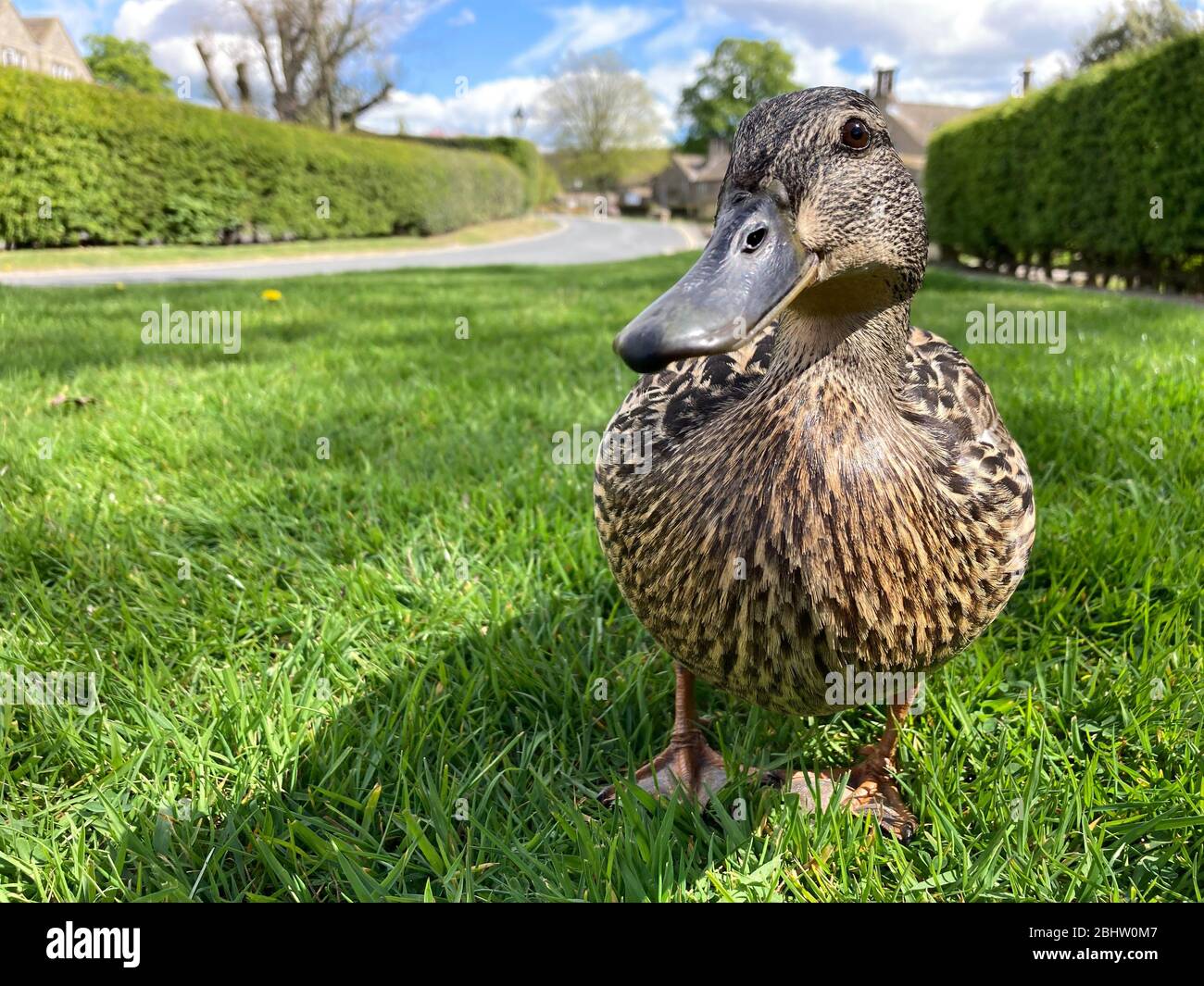 Eine einzige weibliche Mallard-Ente auf einem üppigen, grünen Rasen Stockfoto