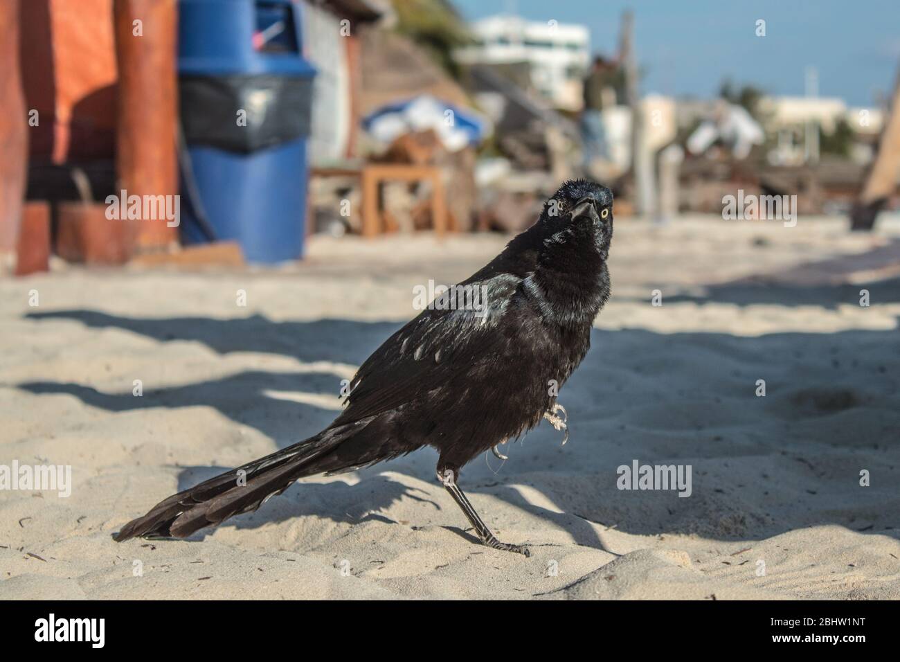 Seeschwanzgrackle oder Mexikanischer Grackle auf der Suche nach Nahrung am Strand. Sie sind sehr soziale Vögel, die häufig nach Überbleibseln im Sand suchen Stockfoto