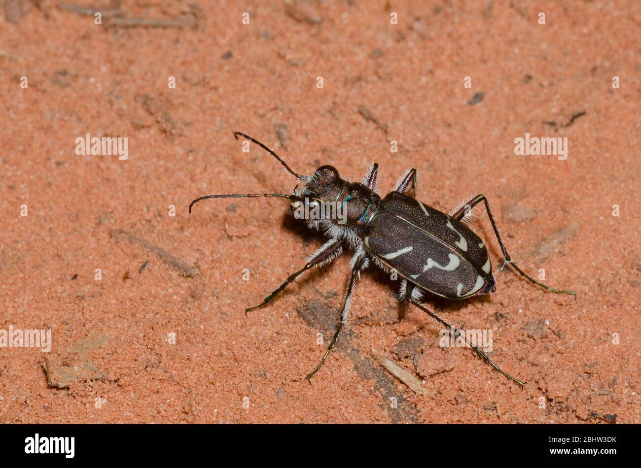 Oblique gesäumten Tiger Beetle, Cicindela tranquebarica Stockfoto