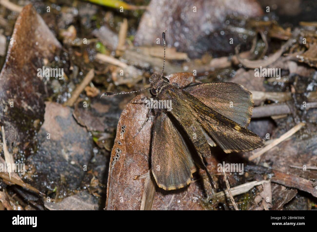 Gemeinsame Roadside-Skipper, Amblyscirtes vialis Stockfoto