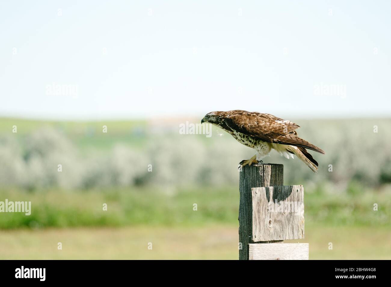 Seitenansicht eines Red-tailed Hawk, der auf einem Pfosten sitzt In einem Feld Stockfoto