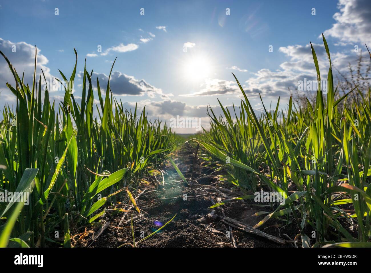 Junge grüne Weizengras Sprossen Feld. Blick vom Boden zwischen Reihen mit Sonne am Frühlingstag in der Landschaft, Landwirtschaft Nahaufnahme. Landschaftlich reizvoll Stockfoto