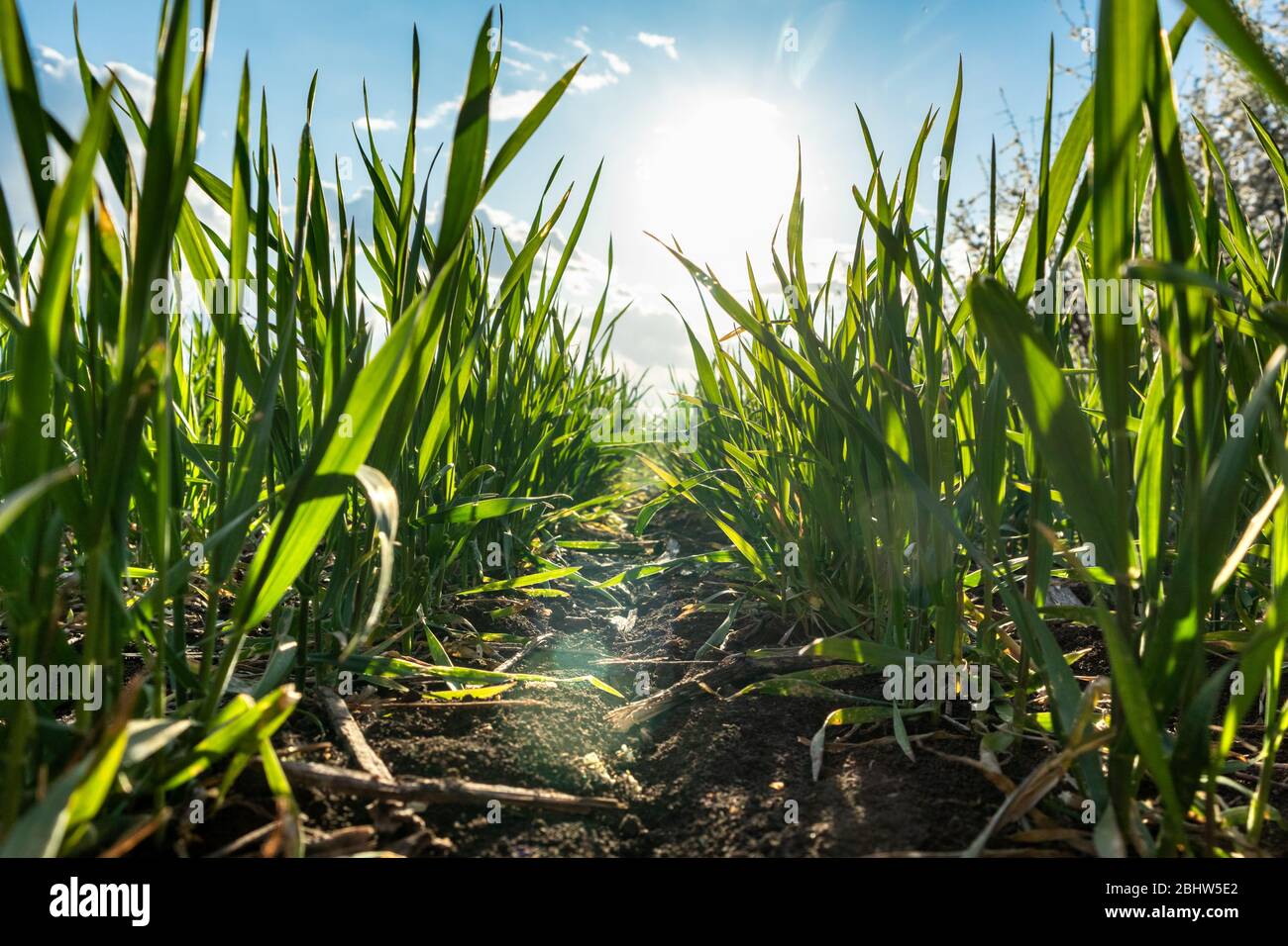 Junge grüne Weizengras Sprossen Feld. Blick vom Boden zwischen Reihen mit Sonne am Frühlingstag in der Landschaft, Landwirtschaft Nahaufnahme. Landschaftlich reizvoll Stockfoto