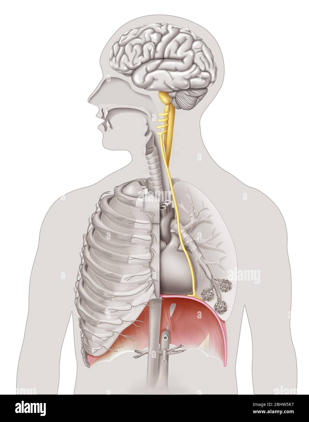 Medizinische Illustration Hervorhebung des Nervus phrene verantwortlich für die Innervation des Zwerchfells, die die wichtigsten Bewegungen des Atems verursacht. Der Stockfoto