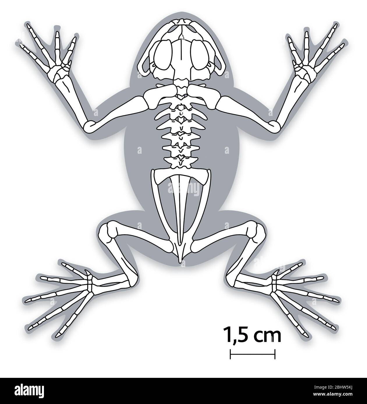 Skelett eines Frosches Stockfoto