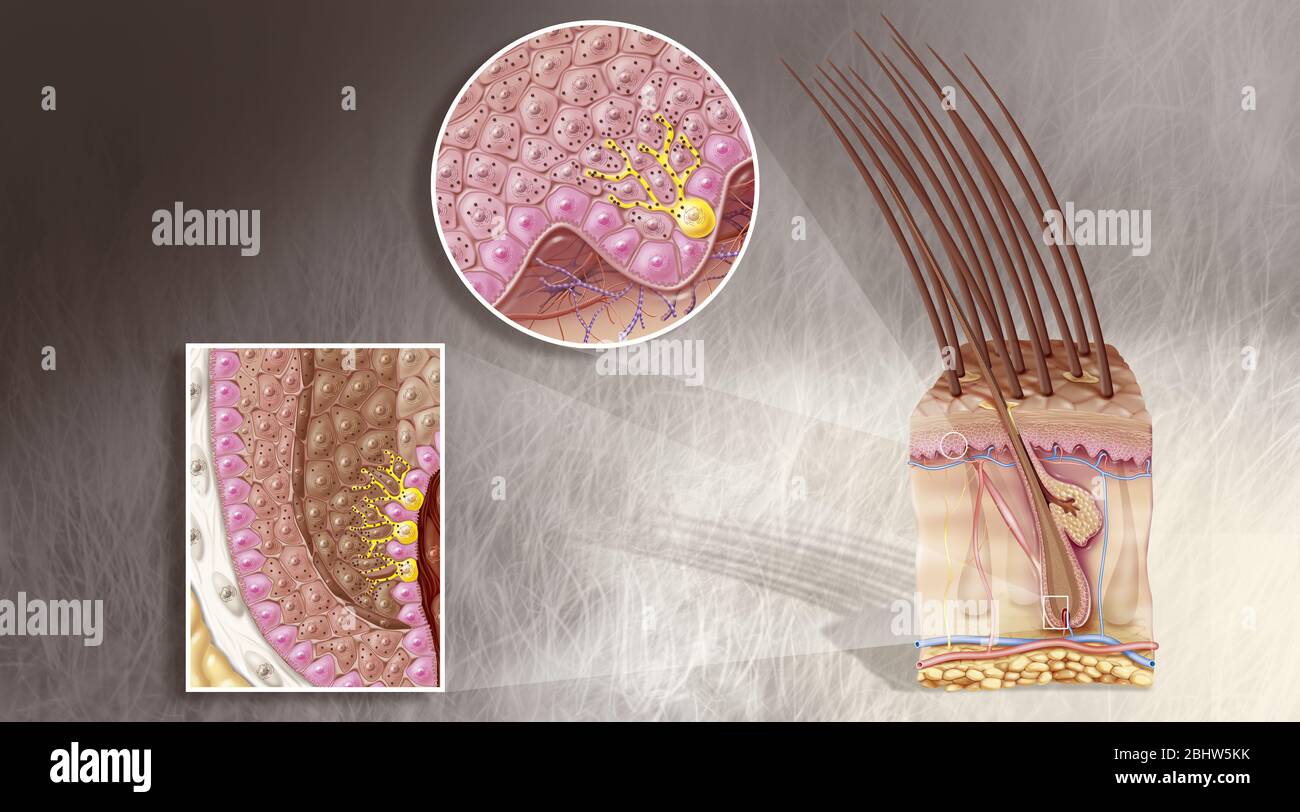 Medizinische Illustration, die die Melanozyten (in gelb) in der Epidermis der Haut im Schnitt und die Wurzel des Haares zeigt. Zoom der Epidermis (oben Stockfoto