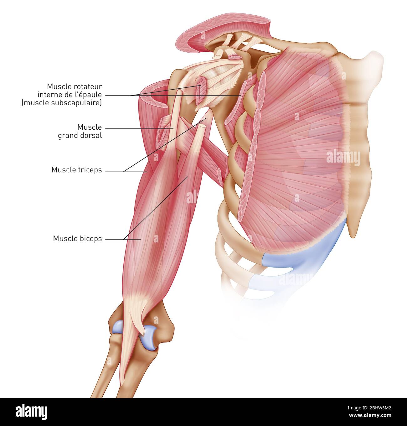 Medizinische Illustration, die die Muskeln der Schulter-, Gelenk- und Schultermuskulatur darstellt. Die Gelenkkapsel, die Bänder, die kleine Pectoralis Stockfoto