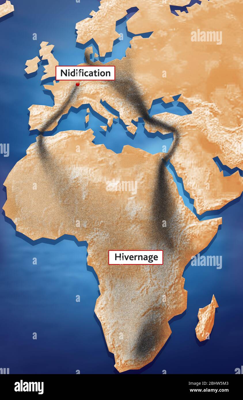 Wanderung der Störche Stockfoto