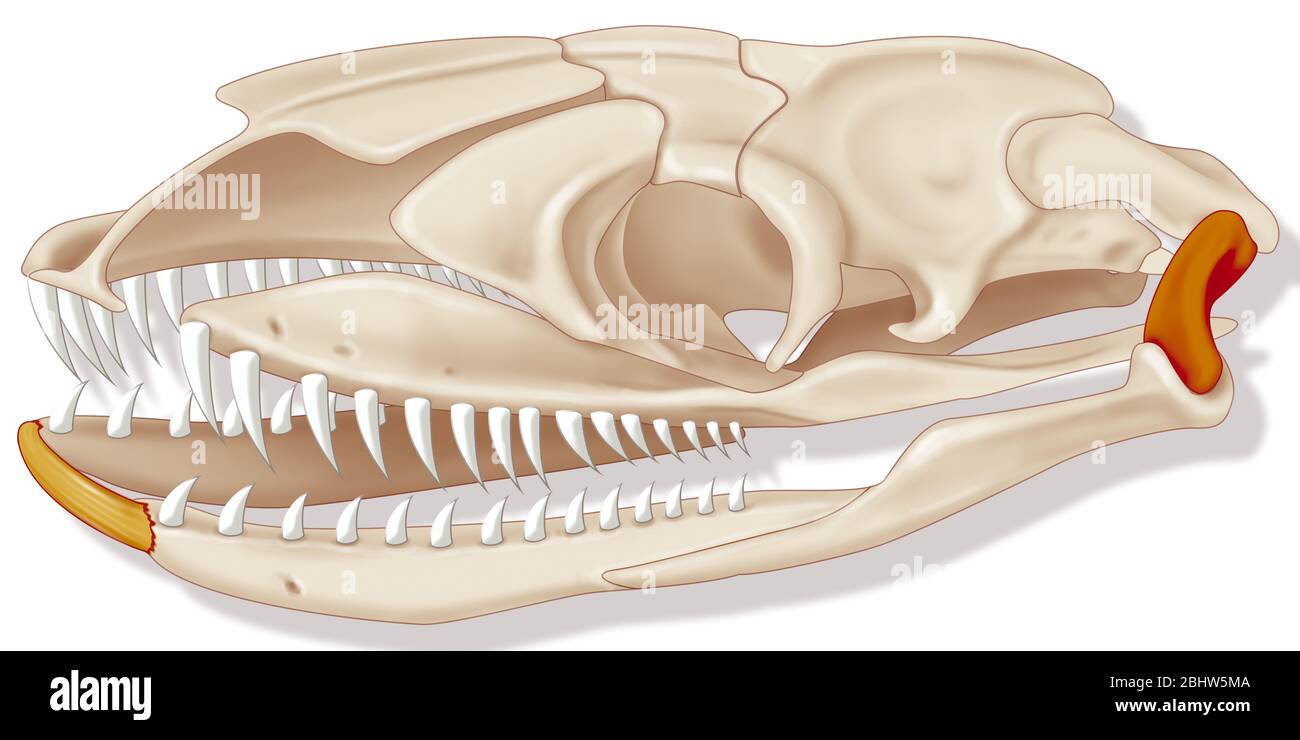 Schlangenkiefer Stockfoto