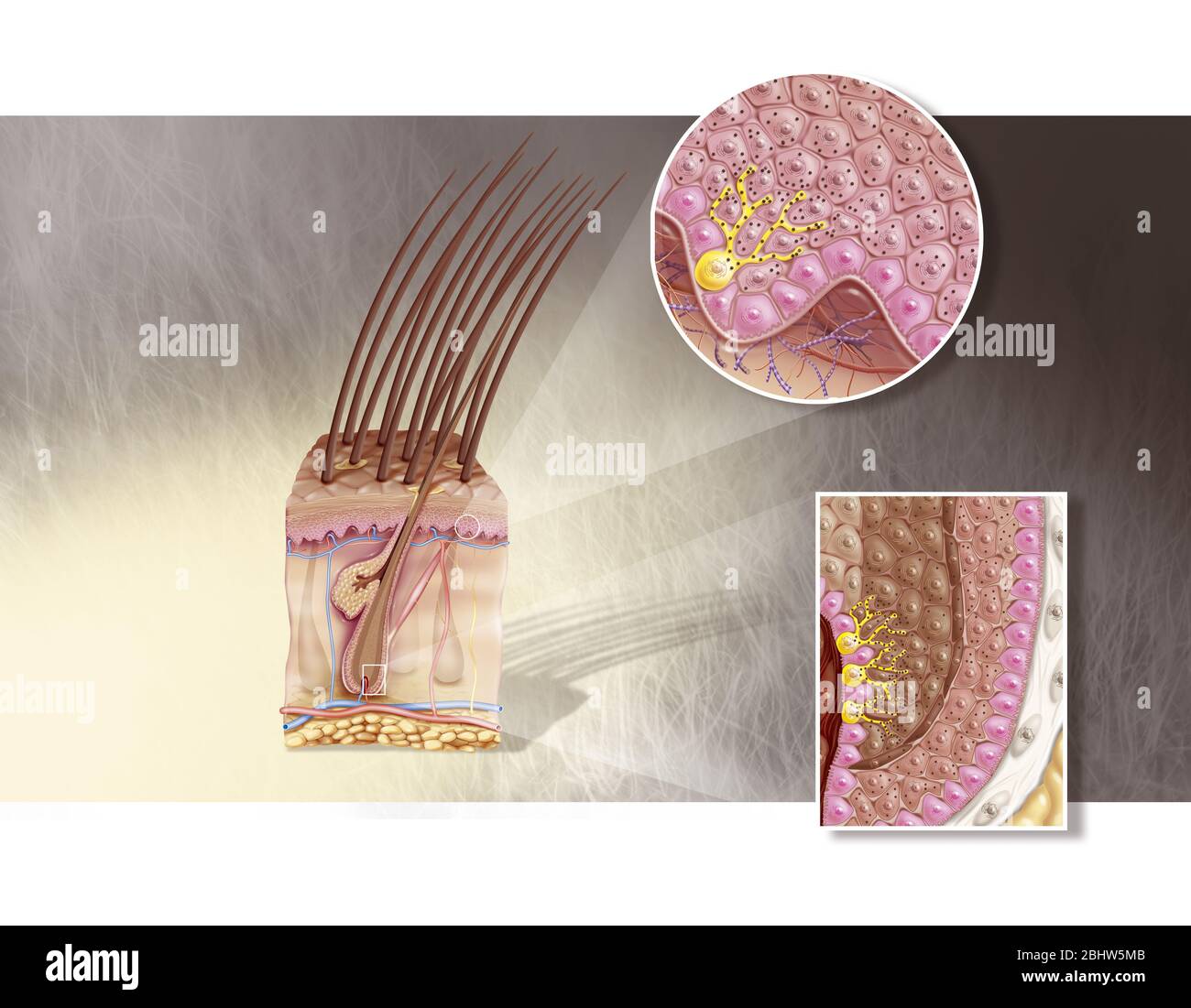 Medizinische Illustration, die die Melanozyten (in gelb) an der Epidermis der Haut im Schnitt und der Haarwurzel zeigt. Zoom der Epidermis (oben Stockfoto