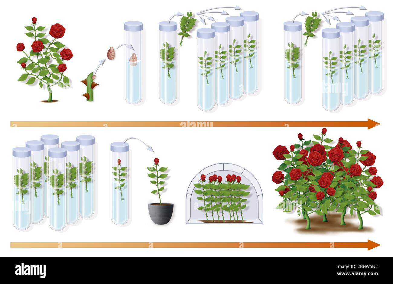 Didaktische Illustration zeigt die Mikrobouturierung des Rosenbusches, der es ermöglicht, aus einem einzigen Stück Rose mehr als 40 000 Rosen pro Jahr zu erhalten. Stockfoto