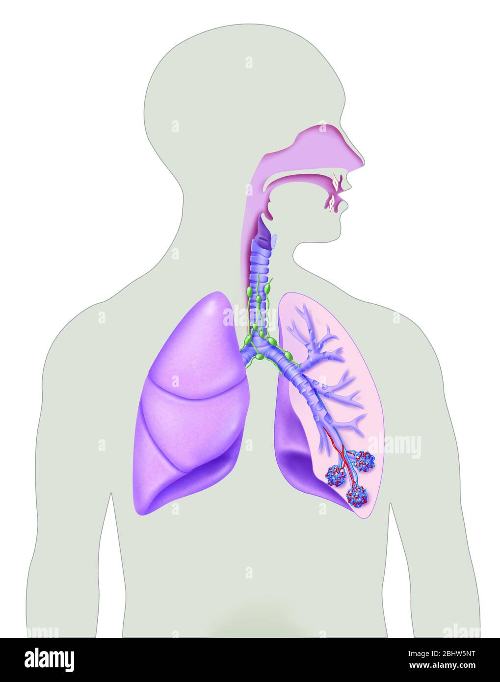 Atemwege, Nasenhöhle, Luftröhre, Pommons, Alveolen. Darstellung der Atemwege in einer Mann-Silhouette, Kopf im Profil. Wir unterscheiden das na Stockfoto
