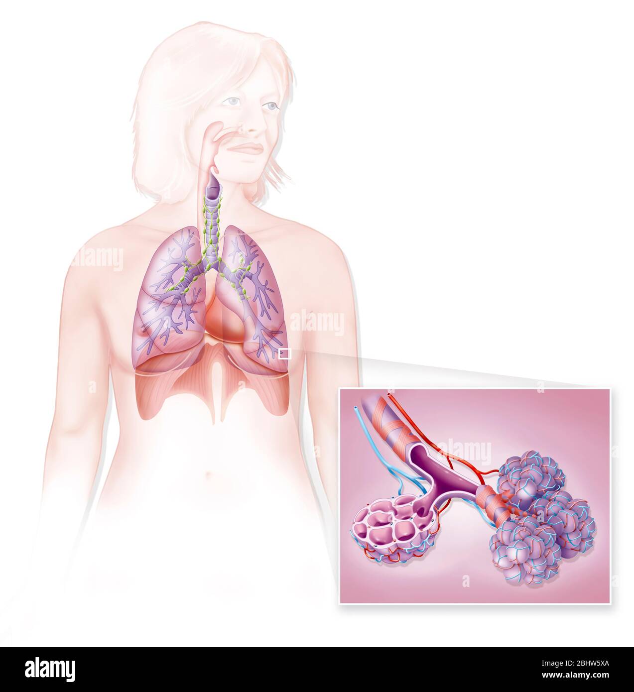 Medizinische Darstellung der Atemwege und Alveolen. Das Atmungssystem ist in der Silhouette einer Frau dargestellt. Wir können in Transparenz sehen, die Stockfoto