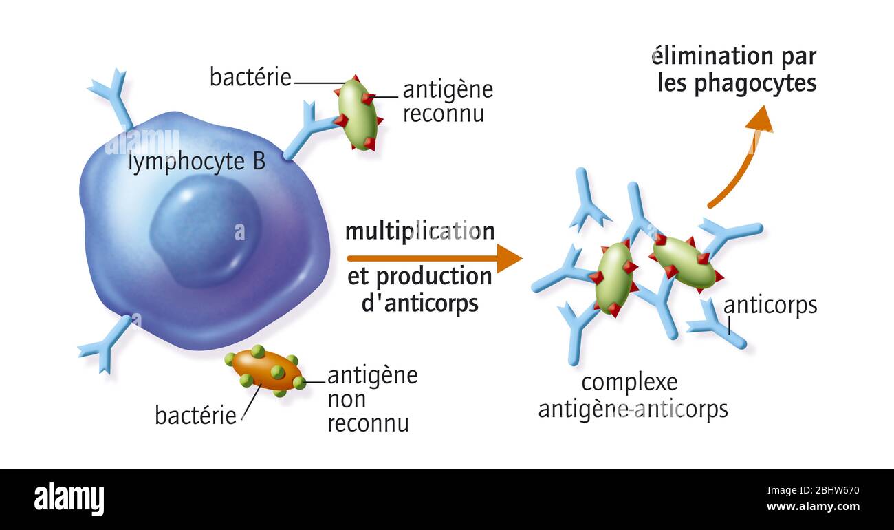 B-Lymphozyten und Antikörper Stockfoto