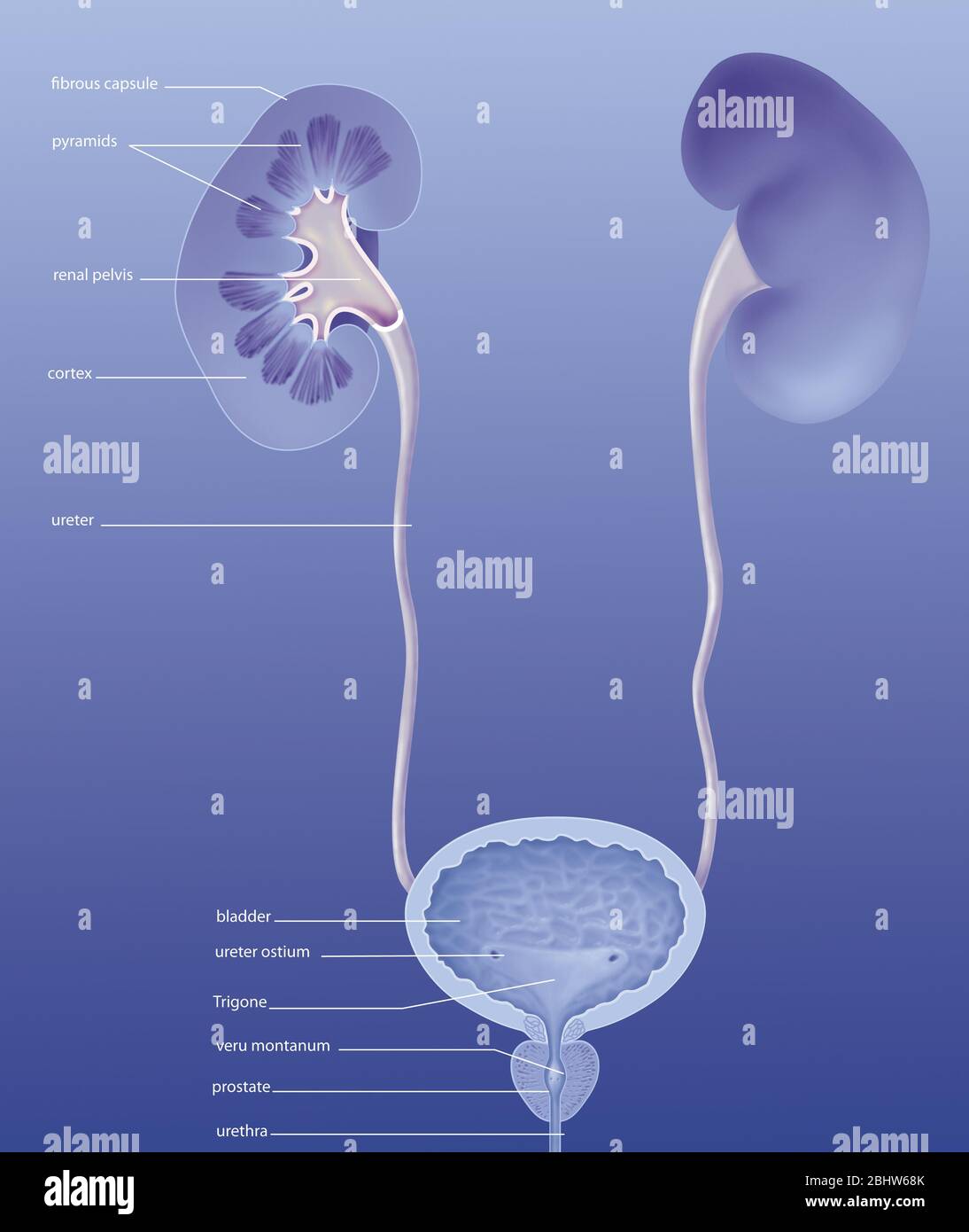 Menschliches Harnsystem, Vorderansicht, Anatomie. Das menschliche Harnsystem anterior gesehen ...
