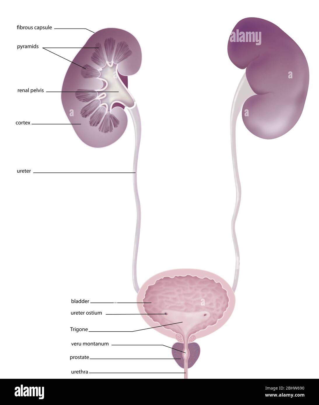 Menschliches Harnsystem, Vorderansicht, Anatomie. Das menschliche Harnsystem anterior gesehen mit der rechten Niere im Abschnitt gesehen, um den faserigen Capsul zu montieren Stockfoto