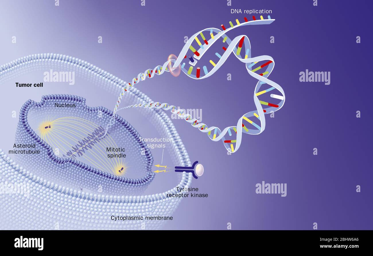 Mündliche Chemotherapien und ihre Wirkung auf die Zelle. Eine Tumorzelle wird in Abschnitt gesehen. Zytoplasmatische Membran mit einem Tyrosin Kinase Rezeptor auf sein Recht. Stockfoto