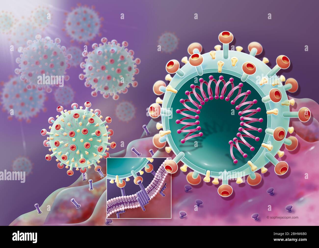 Fusion des Coronavirus mit einer Wirtszelle, SARS-Cov2. Diese wissenschaftliche Illustration stellt die Fusion des Coronavirus (in grün) mit einem Wirt ce dar Stockfoto