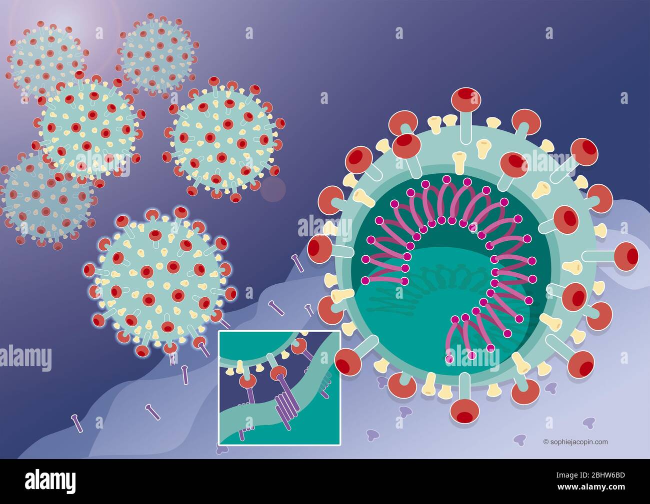 Fusion des Coronavirus mit einer Wirtszelle, SARS-Cov2. Diese wissenschaftliche Illustration stellt die Fusion des Coronavirus (in grün) mit einem Wirt ce dar Stockfoto