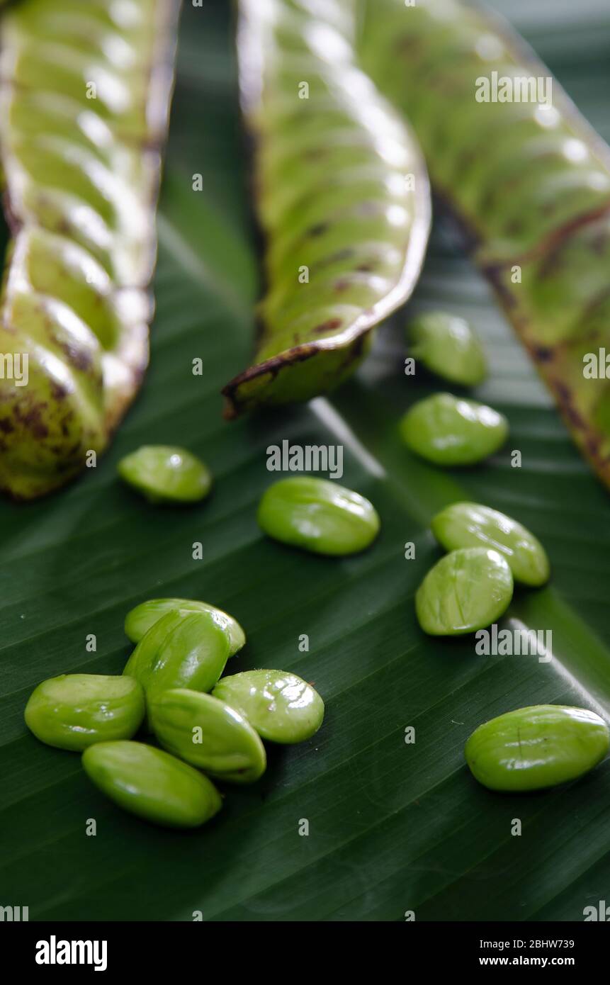 Parkia speciosa (Petai, Bitterbohne, verdrehte Bohne, Stinker oder Stink Bohne) auf grünem Bananenblatt Hintergrund Stockfoto