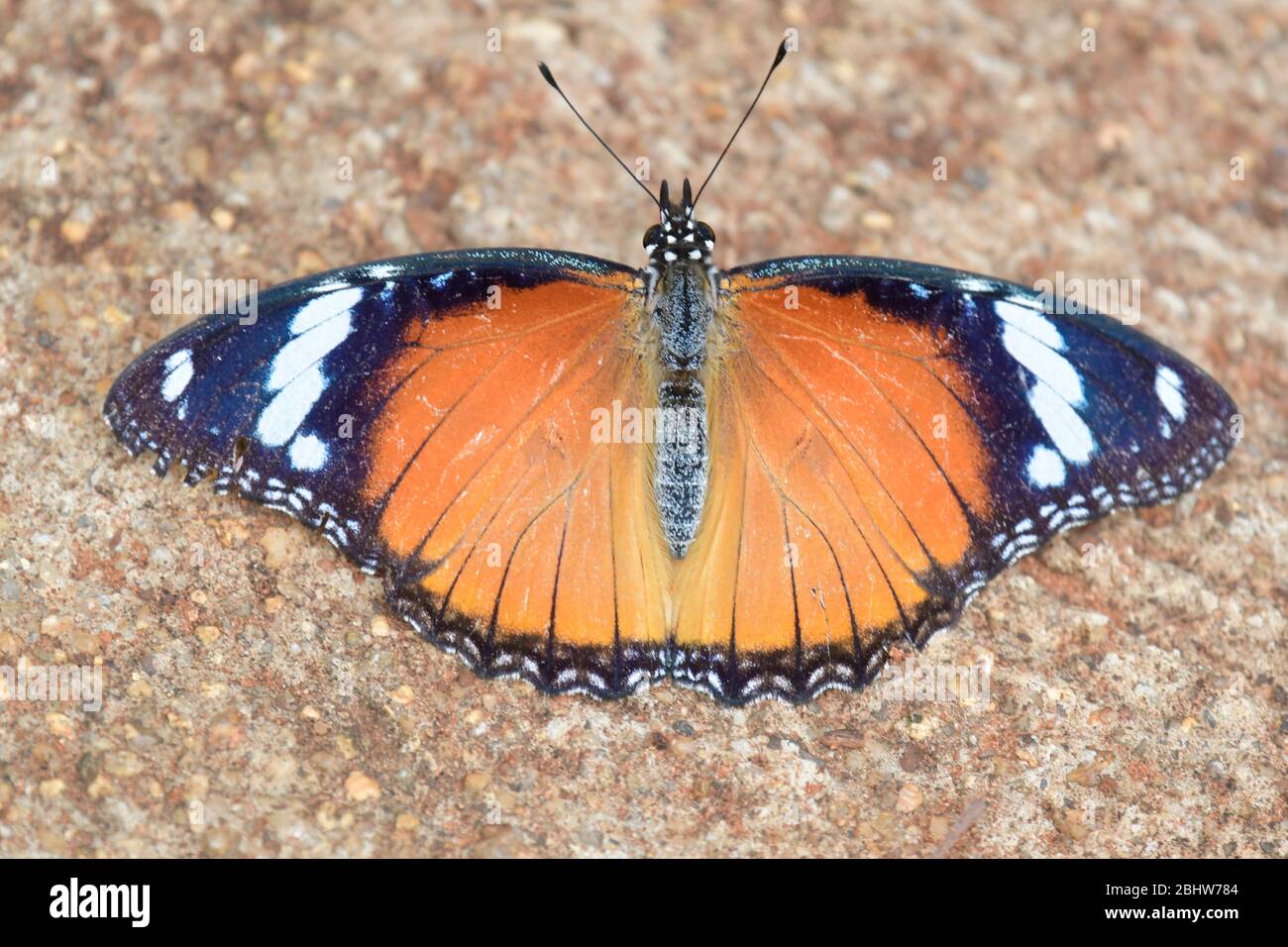 Afrikanischer Monarchschmetterling, der sich auf dem Boden sonnen Stockfoto