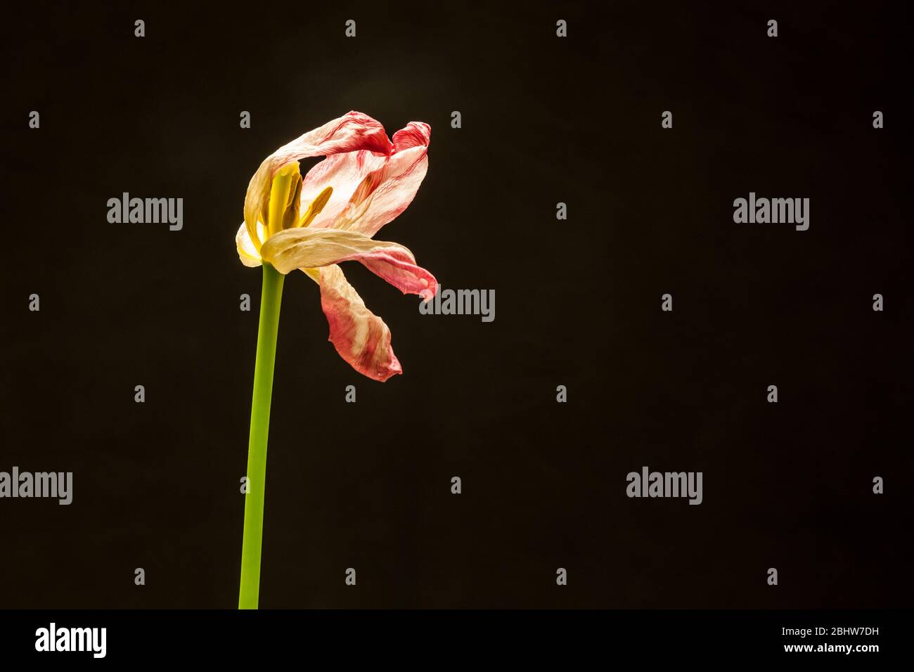 Tulpenblumen im Rückgang im Studio gedreht. Stockfoto