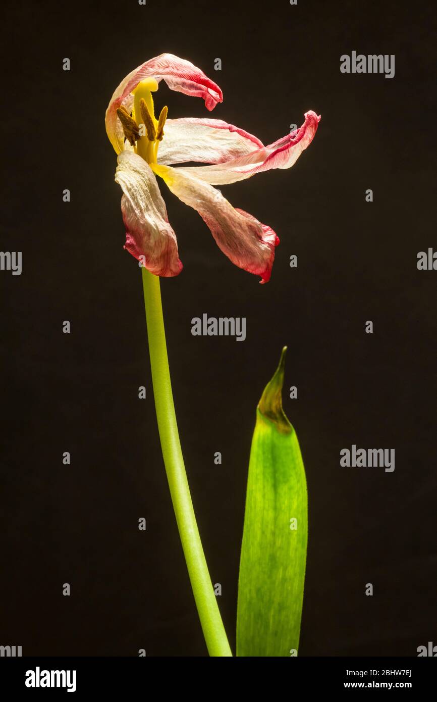 Tulpenblumen im Rückgang im Studio gedreht. Stockfoto
