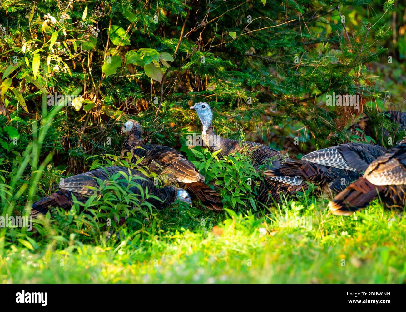 Wisconsin Wilde Truthähne (Meleagris galopavo) füttern und verstecken sich im Frühherbst in der dicken Bürste Stockfoto