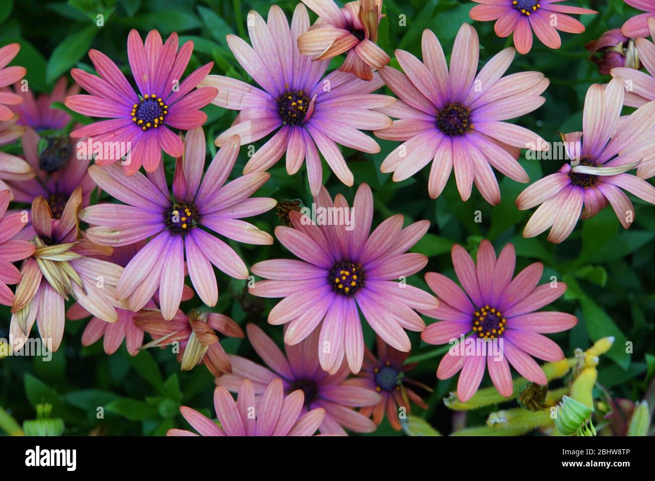 Schöne Osteospermum Sopran lila Blüten in voller Blüte Stockfoto